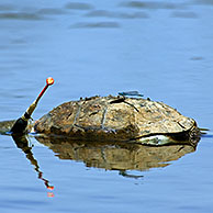 Dead Spanish terrapins / Mediterranean pond turtle (Mauremys leprosa) killed by fishing line, Extremadura, Spain 